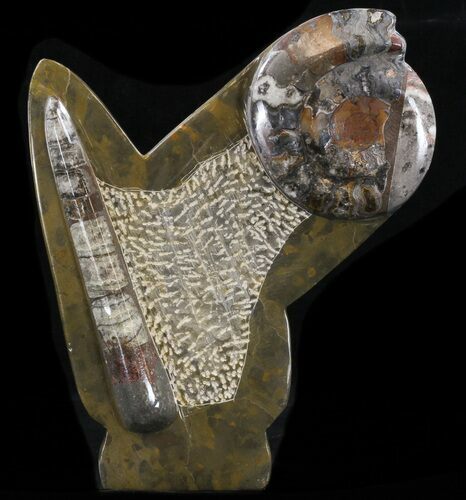 Fossil Goniatite & Orthoceras Sculpture - #38370
